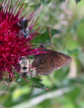 Northern Cloudywing